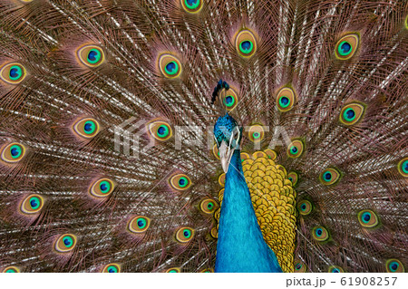 Peacock to spread his tail, showing its feathers. 61908257