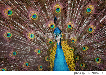 Peacock to spread his tail, showing its feathers. 61908264