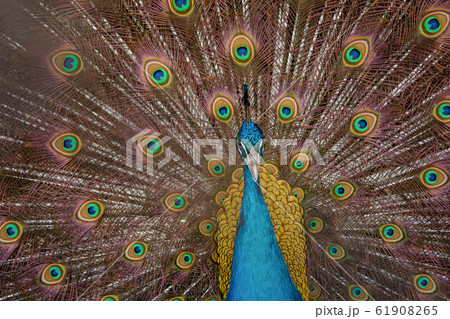 Peacock to spread his tail, showing its feathers. Peacock to spread his tail, showing its feathers. 61908265