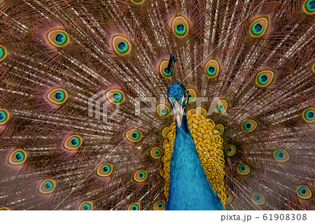 Peacock to spread his tail, showing its feathers. 61908308