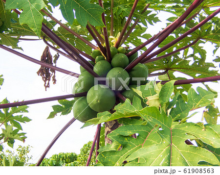 沖縄料理では野菜として使われている畑に生えてる沢山実ったパパイヤの木 61908563