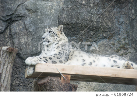 ユキヒョウ 61909724