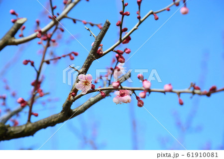 梅の花 萩野 梅の花 萩野 61910081