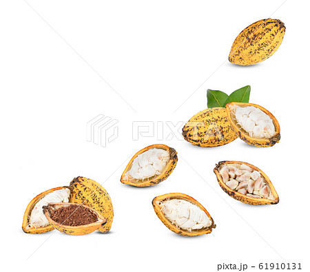 Cocoa pod on a white background. 61910131