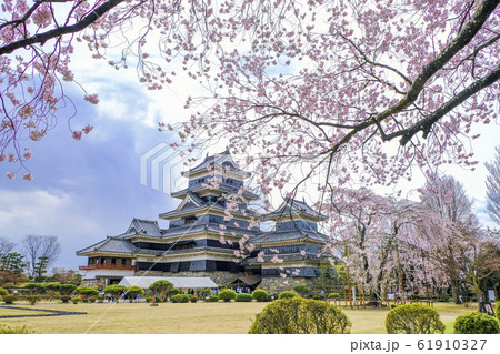 枝垂れ桜と庭園と松本城 枝垂れ桜と庭園と松本城 61910327