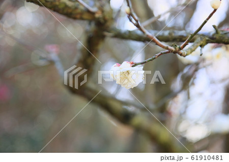 梅の花　虎の尾 61910481