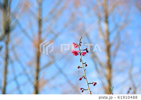 梅の花　一重寒紅 61910488