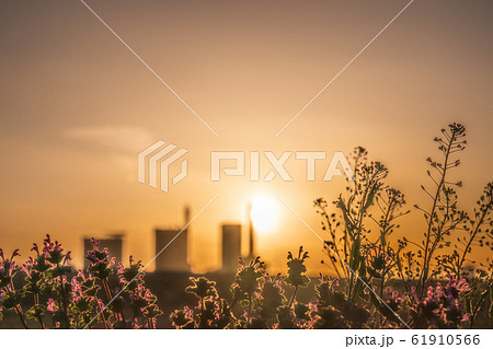 埼玉県 見沼田んぼ 春の日没の風景 背景ぼかしの写真素材