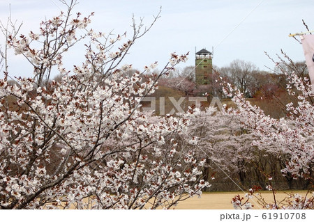 北山公園の桜 61910708