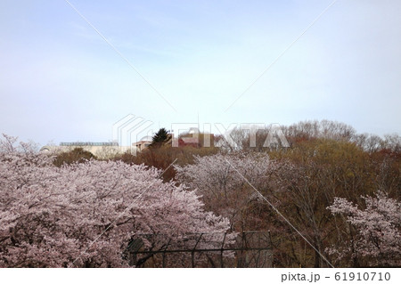 北山公園の桜 61910710