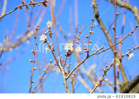 梅の花 揚羽の蝶 梅の花 揚羽の蝶 61910819