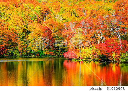 鎌池の紅葉 鎌池の紅葉 61910908
