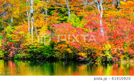 鎌池の紅葉 61910920