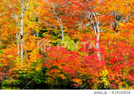 鎌池の紅葉 61910926