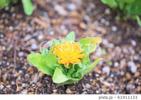 カレンジュラの花 61911133