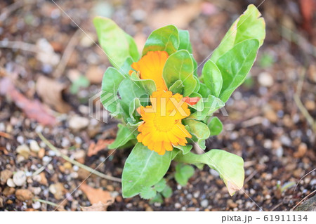 カレンジュラの花の写真素材