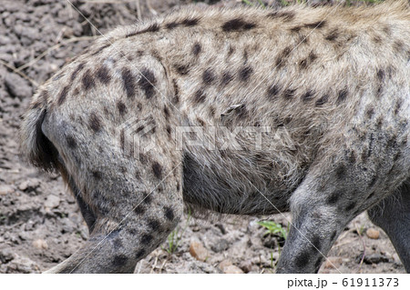 ブチハイエナの模様 ブチハイエナの模様 61911373