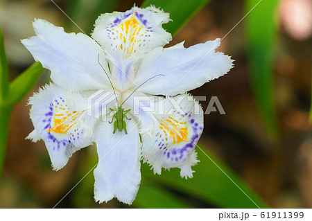 シャガの花とバッタの幼虫の写真素材