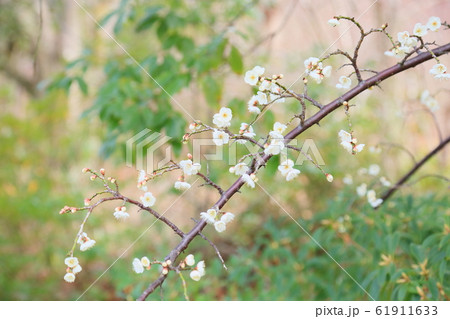 梅の花　玉咢枝垂 61911633
