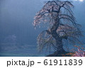 朝靄に立つ長沢のしだれ桜（広島県山県郡北広島町） 61911839