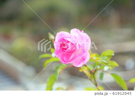 冬薔薇の花　ピンクアイスバーグ 61912045