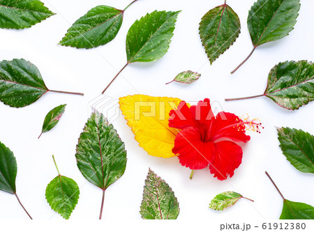 Frame made of Hibiscus flower leaves on white Frame made of Hibiscus flower leaves on white 61912380