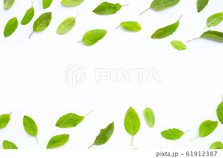 Fresh holy basil leaves on white. Fresh holy basil leaves on white. 61912387