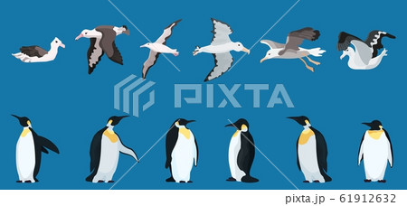 albatrosses and penguins large selection. bright albatrosses and penguins large selection. bright 61912632