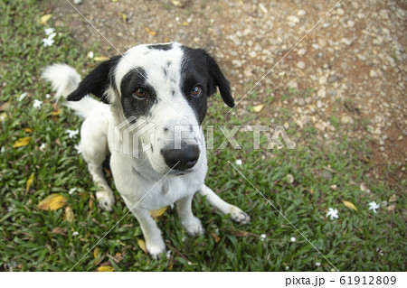 a dog sit on grass 61912809