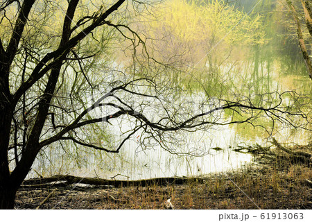 フル 森 田舎 61913063