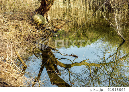 フル 森 田舎 61913065
