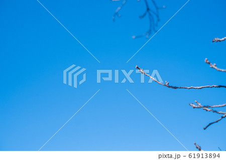 桜 61913894