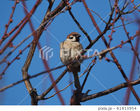スズメ スズメ 61913954