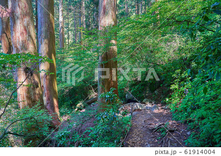 茨城の百名山 筑波山(御幸ヶ原コース）登山道600m付近の杉林 61914004
