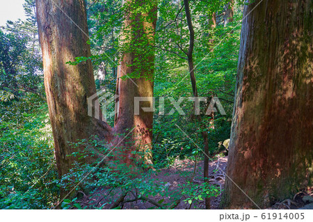 茨城の百名山 筑波山(御幸ヶ原コース）登山道600m付近の杉林 61914005