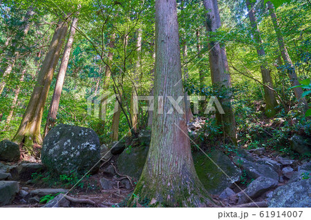 茨城の百名山 筑波山(御幸ヶ原コース）登山道600m付近の杉と大岩 61914007