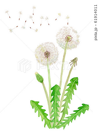 Taraxacum タンポポの綿毛のイラスト素材