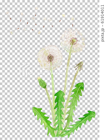 Taraxacum タンポポの綿毛 Taraxacum タンポポの綿毛 61914011
