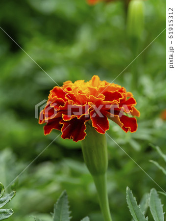 The french marigolds flower 61915312