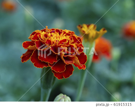The french marigolds flower The french marigolds flower 61915315