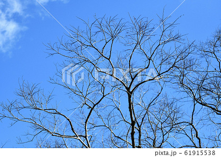 春を待つ榎 61915538