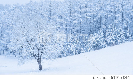 雪原 61915844