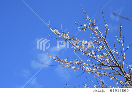 白梅と青空 61915860