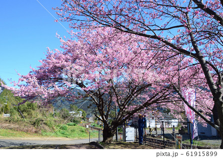 日南寒咲一号 日南寒咲一号 61915899