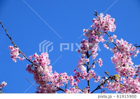 日南寒咲一号 日南寒咲一号 61915900