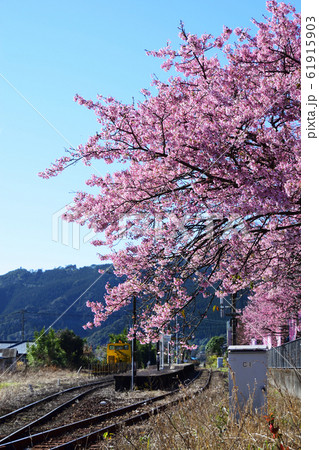 日南寒咲一号 61915903