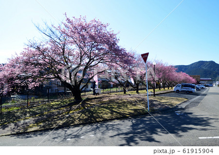 日南寒咲一号 61915904