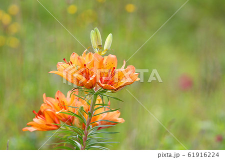 エゾスカシユリ エゾスカシユリ 61916224