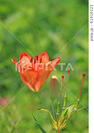 エゾスカシユリ 61916225