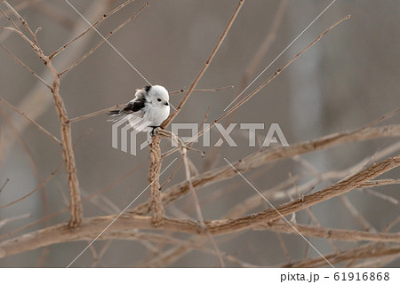 シマエナガ 61916868